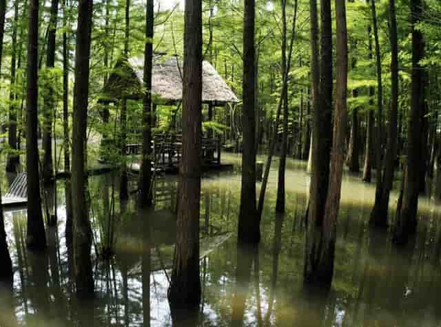 西比曼生物TIL疗法C-TIL051获FDA批准临床，针对非小细胞肺癌