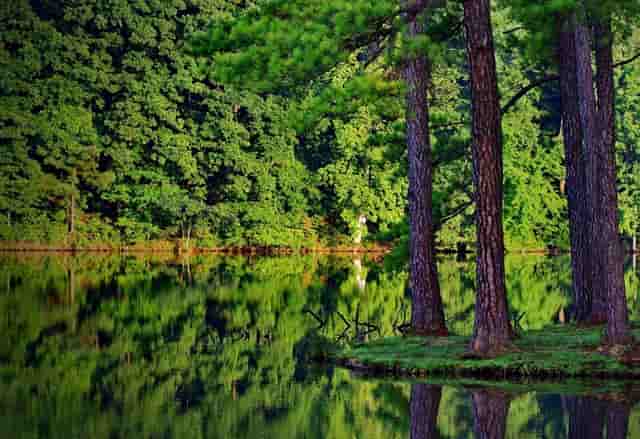 袖虎病狗攻略：不让碰爪爪？小心这是病