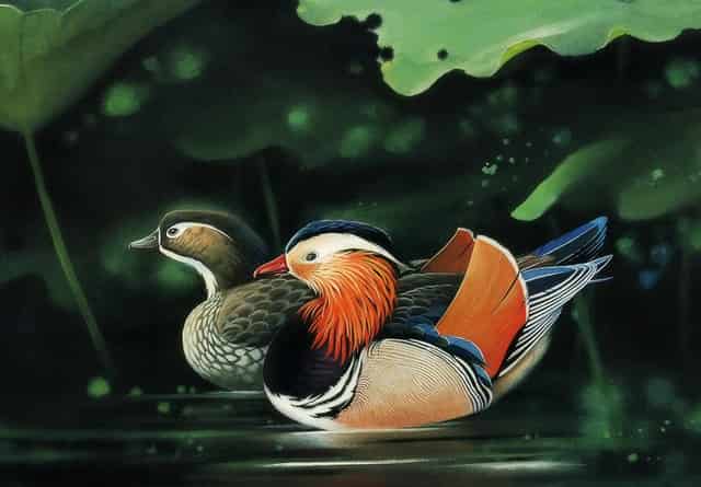 袖虎病猫攻略：为什么要给猫做绝育