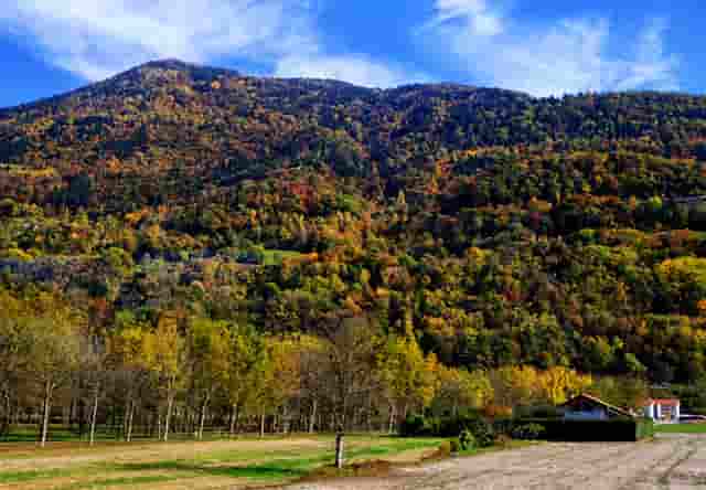 袖虎病猫攻略：猫咪突然不吃东西，很可能是这个原因