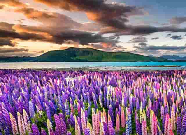 胡海泉本宫的茶有哪些品牌优势呢