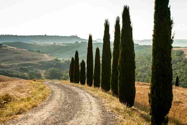 胡海泉本宫的茶受欢迎的原因是什么？